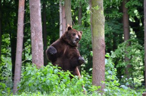 bear-358170_1280