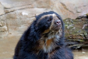 800px-Tremarctos_ornatus_25