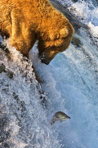 800px-Grizzly_Bear_Fishing_Brooks_Falls