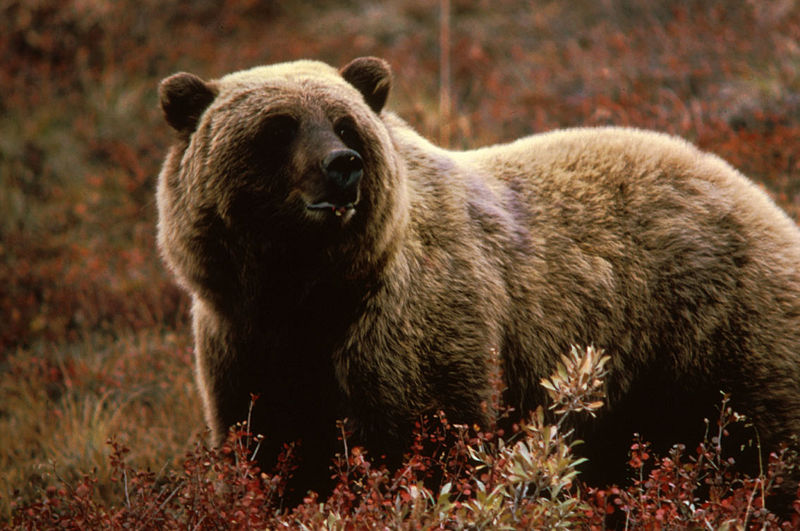 Grizzlybjörnen